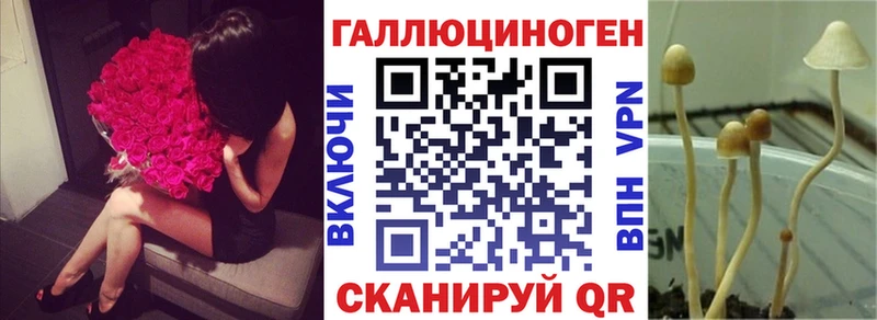 Купить закладки  Циолковский  Галлюциногенные грибы Psilocybe 